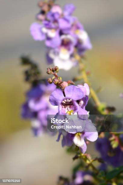Summer Snapdragon Serena Blue Stock Photo - Download Image Now - Angelonia, Autumn, Blue