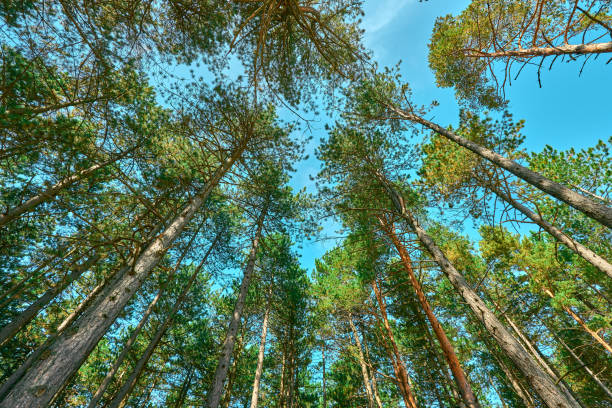 istock Low angle view of tall pine tree forest in autumn 1371070429