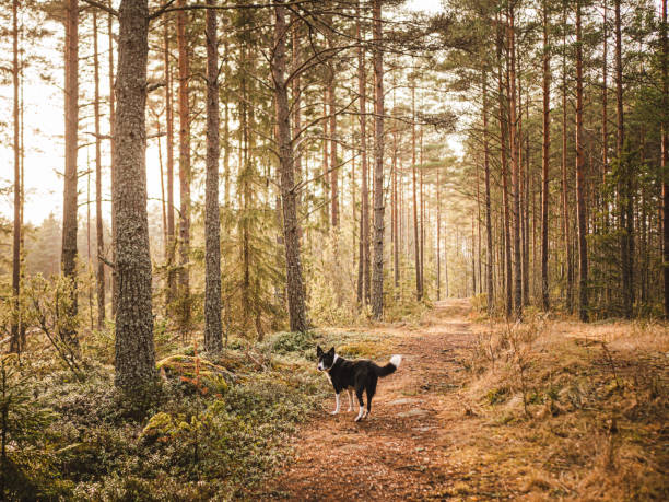 Dog in the forest in spring wide nature shoot in rural setting\nPhotot taken outdoors in sunny afternoon