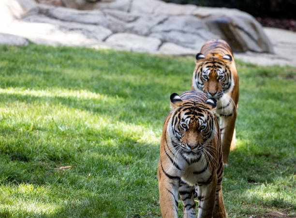 istock Tigers at the zoo 1371070988