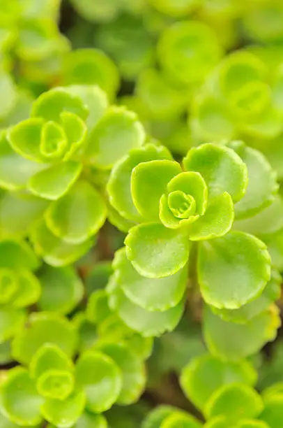 A close-up shot of green sedum spurium (rockcress) leaves