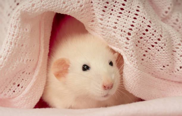 istock White adorable pet rat in her blanket 1371072249