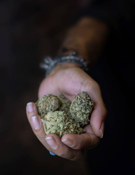 istock hand holding a medical cannabis bud 1371072439