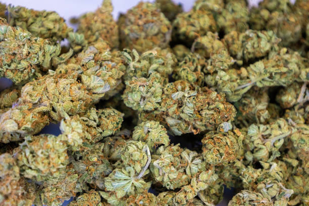 istock marijuana flower bud background, medical cannabis 1371072583