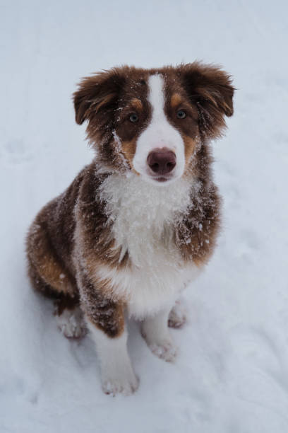 istock Aussie red tricolor is young dog with green eyes and white stripe on muzzle. Chocolate nose and smart eyes. Portrait of Australian Shepherd puppy in snowy winter close up. 1371072676