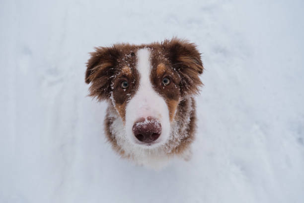 istock Aussie red tricolor is young dog with green eyes and white stripe on muzzle. Chocolate nose and smart eyes. Portrait of Australian Shepherd puppy in snowy winter close up. 1371072681