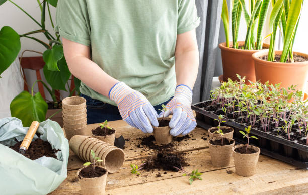 Transplanting seedlings, pricking out Young green seedlings of tomato in a special plastic form on a wooden background , woman gardener transplanting seedlings, pricking out in eco friendly pots Peat stock pictures, royalty-free photos & images