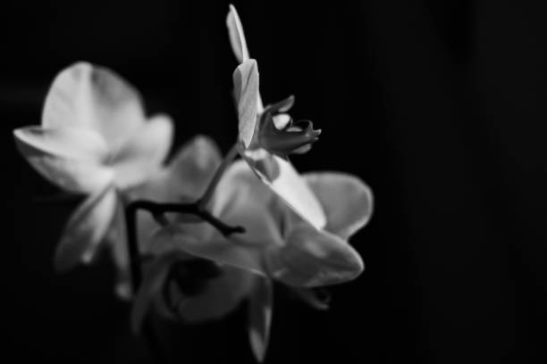 istock The gazing flower 1371073929