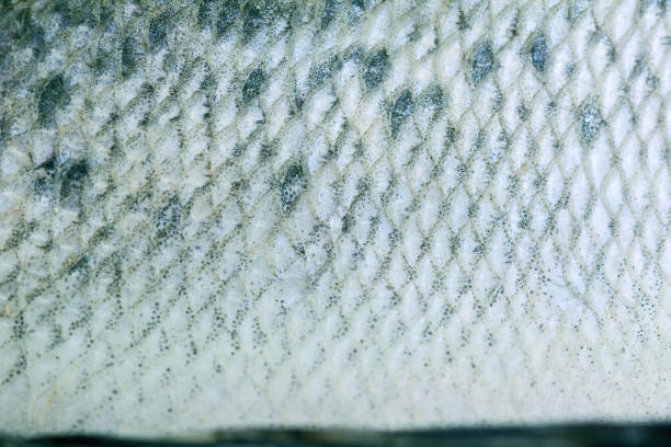 istock Scales of dried fish 1371074459