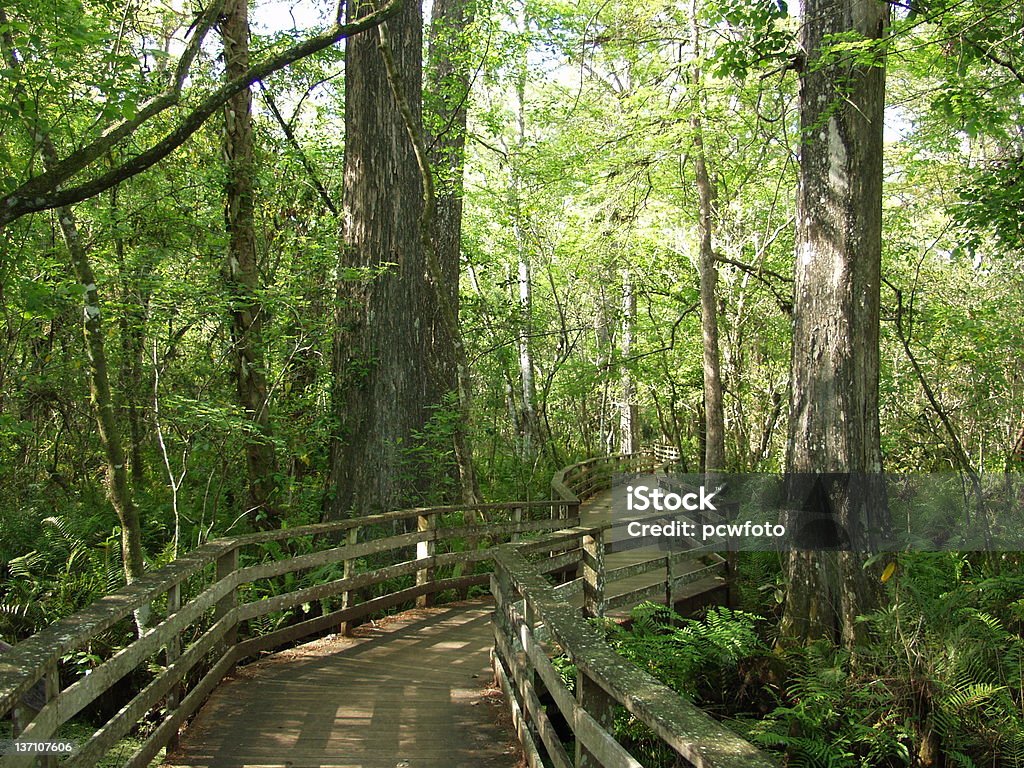 La réserve naturelle - Photo de Allée couverte de planches libre de droits