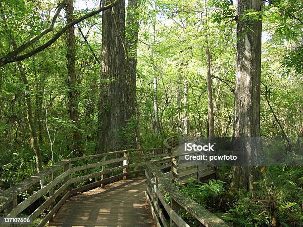 Photo libre de droit de La Réserve Naturelle banque d'images et plus d'images libres de droit de Allée couverte de planches - Allée couverte de planches, Arbre, Couleur verte