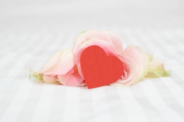 Rose on a white background with a heart. A gift for Valentine's days. High quality photo