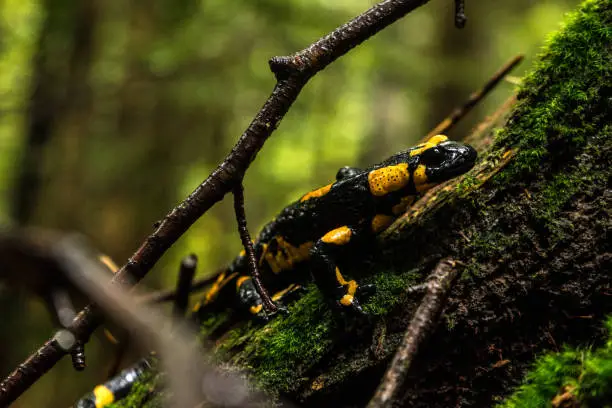 A fire salamander in the Chiemgau Alps, Inzell, Bavaria, Germany.