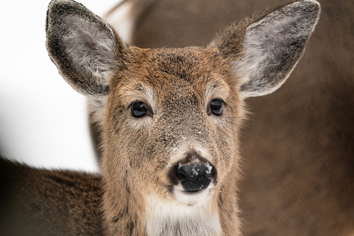 Portrait of a White Tailed Deer (Odocoileus virginianus), in front of the brown background of the body of another deer.  This subject is a female with its winter coat from Michigan.