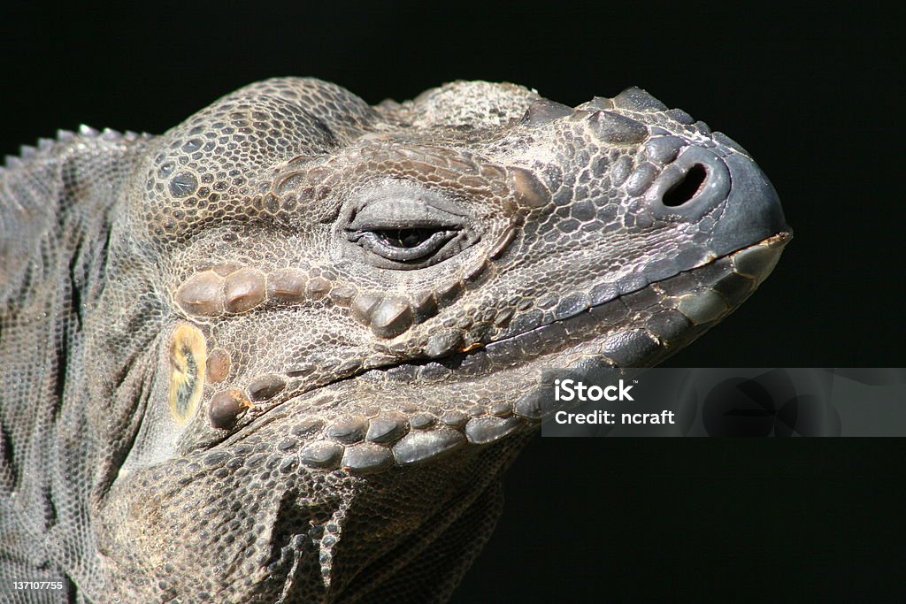 Ilha Grand Cayman Rock Iguana - Foto de stock de Animal de sangue frio royalty-free