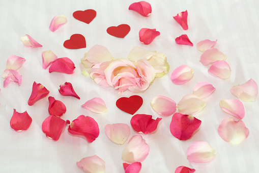 Rose petals on white bedding on the bed for Valentine's Day. High quality photo