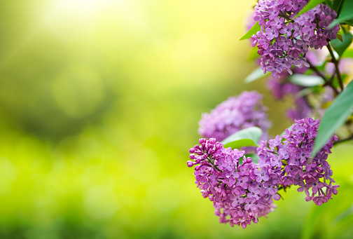 Blooming spring flowers. Beautiful flowering flowers of lilac tree. The spring concept. The branches of lilac on a tree in a garden.
