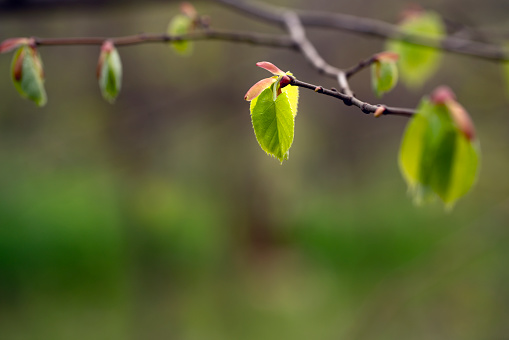 Linden tree branch with young fresh green leaves.Springtime in forest. Macro view shallow depth of field.
