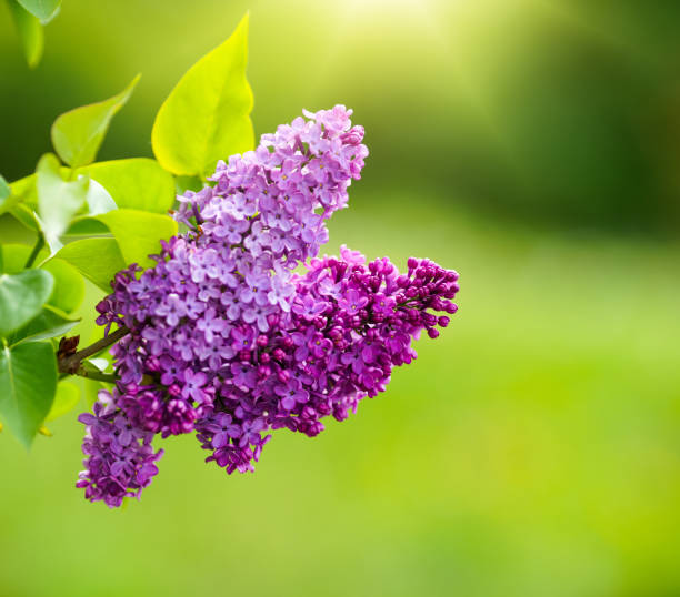 Blossoming purple lilacs in the spring.