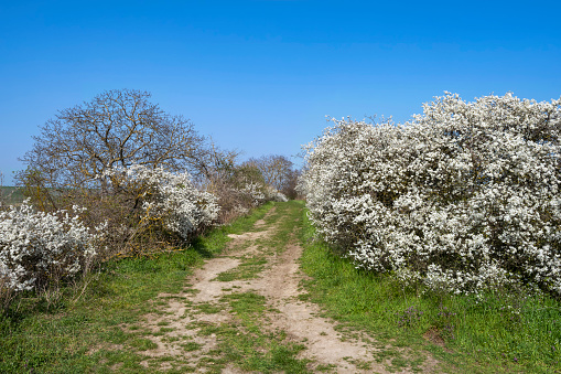 Hiking trail between flowering sloe bushes in Rheinhessen/Germany under a clear blue sky