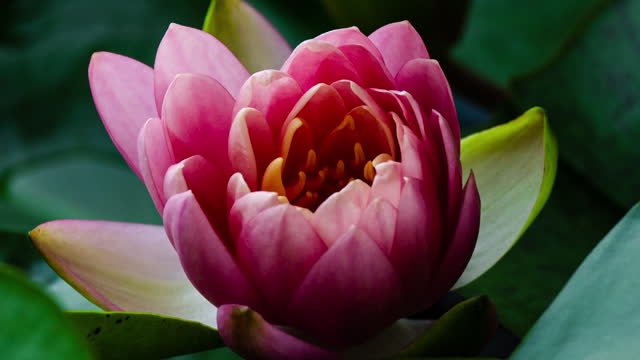Pink Water Lily Blooming in Time Lapse on a Green Leaves Background. Single Beautiful Coral Nymphaea Blooming in Pond in Sunny Day