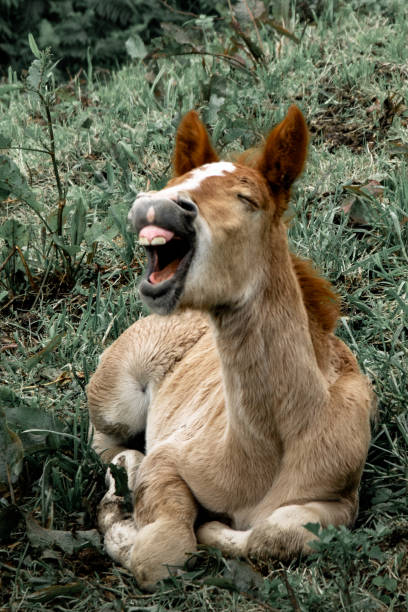 A donkey laying in the grass with his mouth open widely