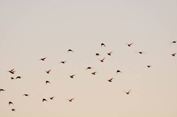 istock Flock of Starlings at Sunset 137108160