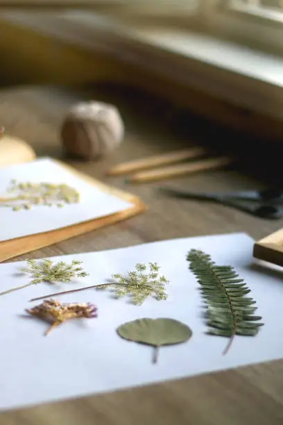 Old book, papers, various pressed flowers, eyeglasses, scissors, pencils and rope on wooden desk. Crafting and making herbarium at home. Selective focus.