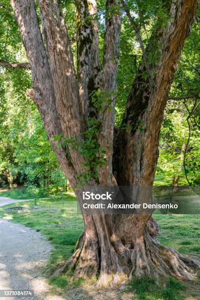 Large Multistemmed Camphor Tree Common Camphor Tree Or Camphor Laurel With Evergreen Leaves Adler Arboretum Southern Cultures Siriu Suck Natural Landscape For Design Stock Photo - Download Image Now
