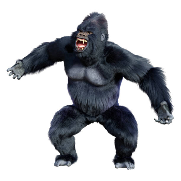 renderizado 3d black gorilla ape sobre blanco - gorilla endangered species large isolated fotografías e imágenes de stock