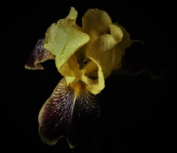 Photo of Yellow iris