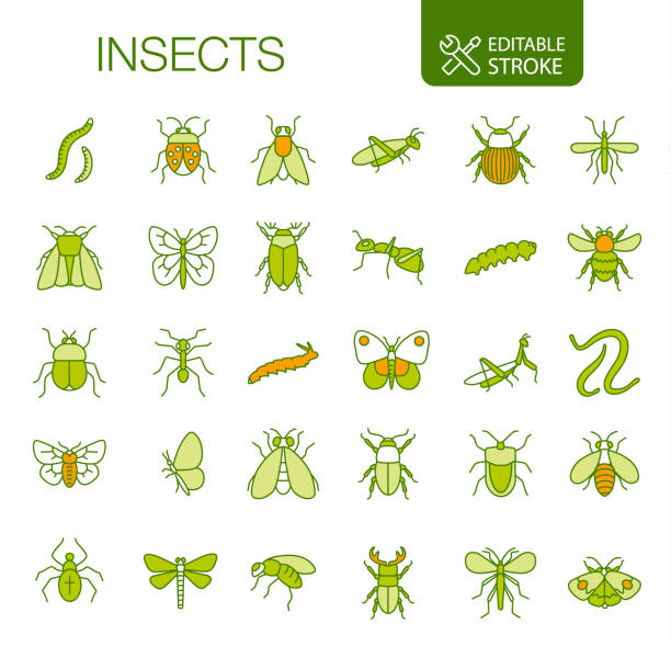 ilustrações, clipart, desenhos animados e ícones de ícones de insetos definem traçado editável - cricket locust grasshopper insect