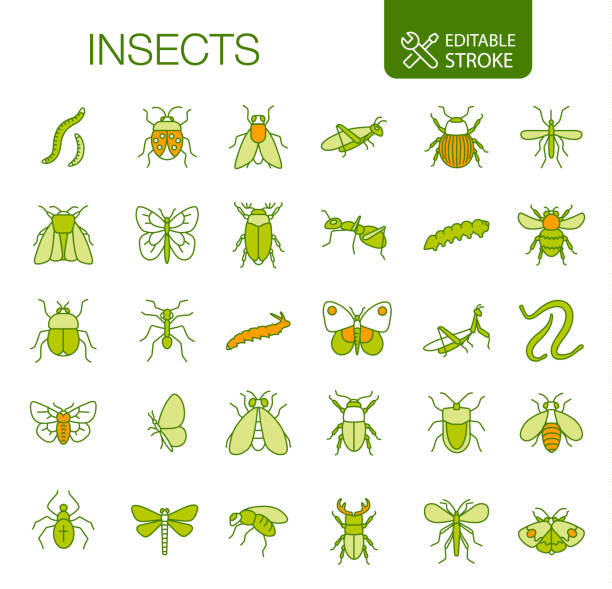 Insects Icons Set Editable stroke Insects icons set. Editable stroke. Thin line vector icons. Green color. 

You can find more unique icon sets at the link: https://www.istockphoto.com/collaboration/boards/qUfvBxVnEU64XaERvnM_Fw praying mantis stock illustrations