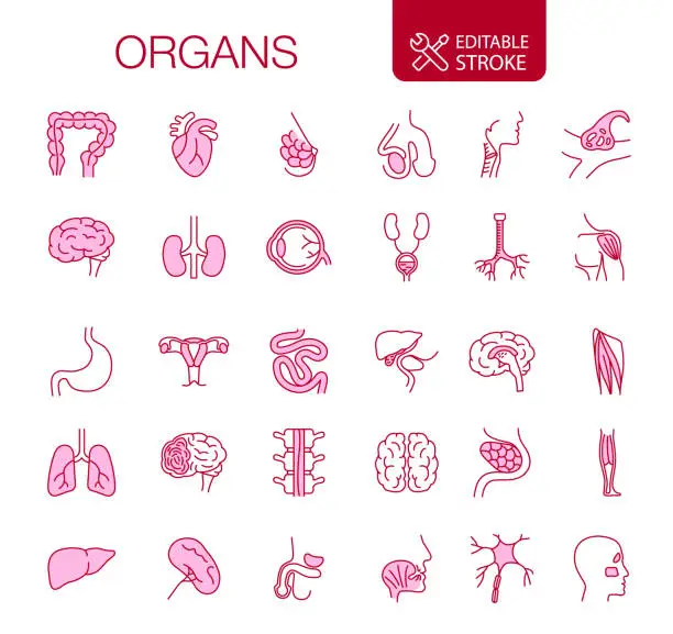 Vector illustration of Human Internal Organs Icons Set Editable Stroke