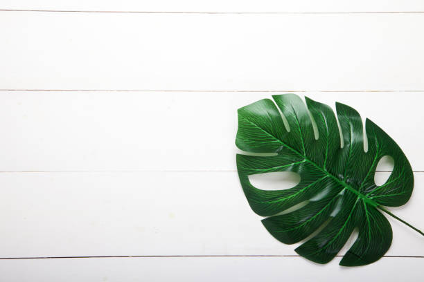 istock Palm leaves and monstera on a white background. 1371087409