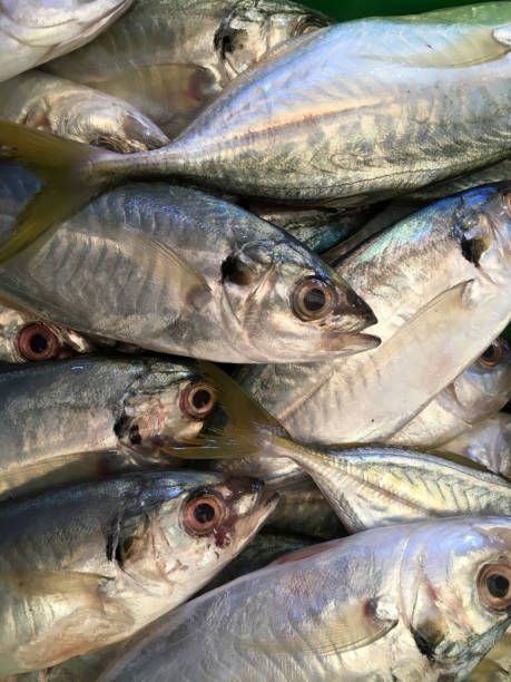 istock raw scad torpedo fish sold traditional markets 1371088013