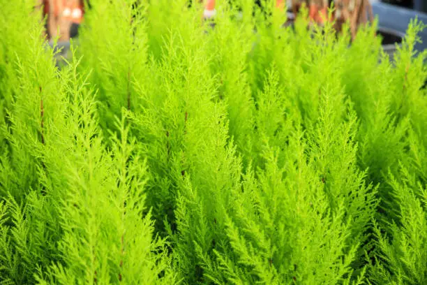 Photo of Cupressus Macrocarpa plants in the garden