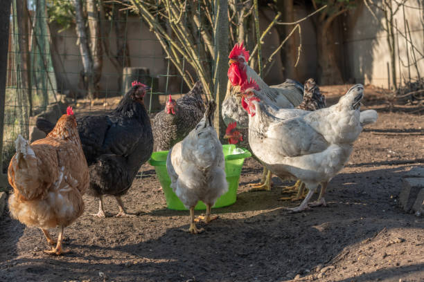 istock Group of hens drinking in a chicken coop 1371088123
