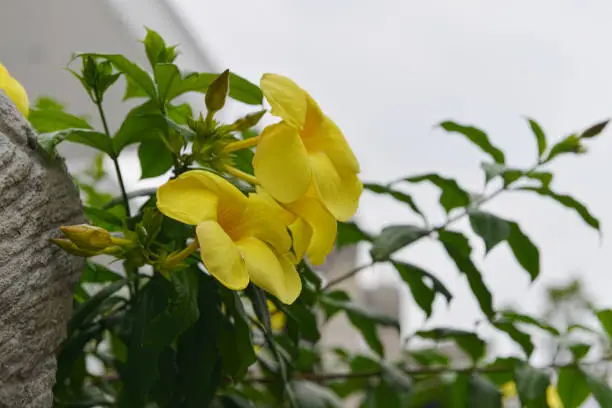 Allamanda cathartica, commonly called golden trumpet,common trumpetvine and yellow allamanda, is a species of flowering plant of the genus Allamanda in the family Apocynaceae.