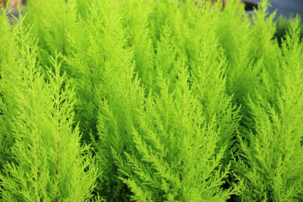 istock Cupressus Macrocarpa plants in the garden 1371088630