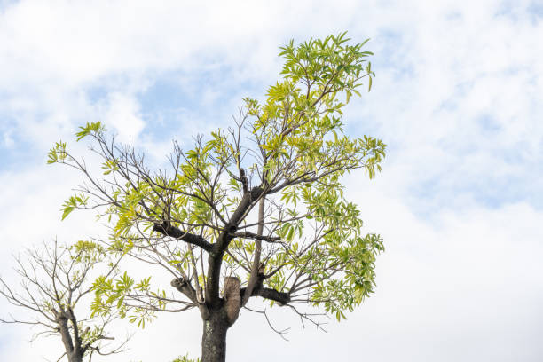 istock The green trees under the Blue Sky in autumn 1371090339
