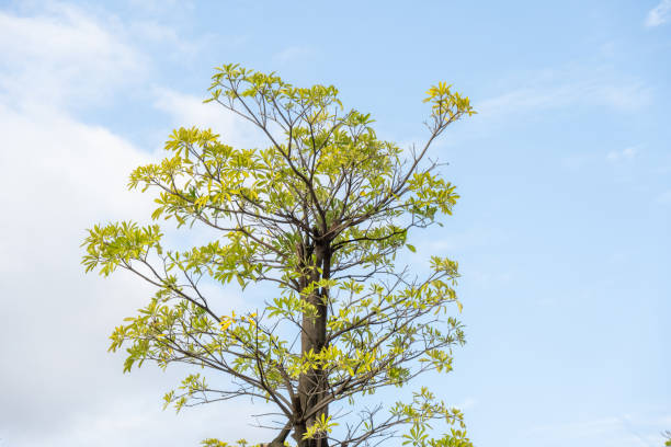 istock The green trees under the Blue Sky in autumn 1371090358