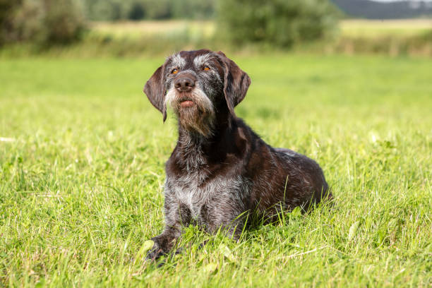 Summer portrait of a cute senior German wire-haired pointer