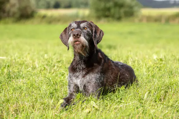 Photo of Summer portrait of a cute senior German wire-haired pointer