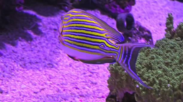 Lined surgeonfish Acanthurus lineatus