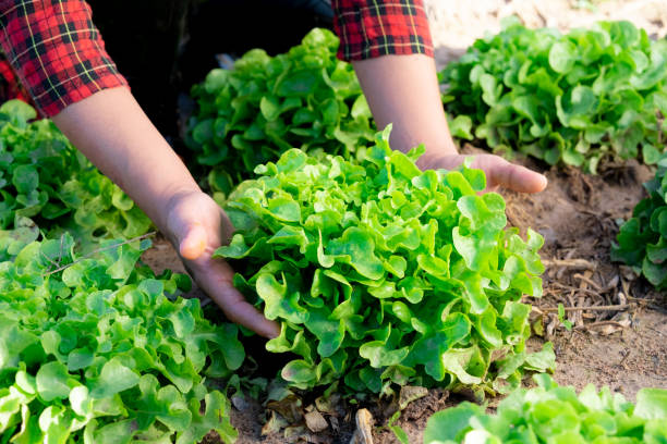 mano de jardinero asiática cuidando ensaladas de verduras roble verde en la granja de verduras. verduras ecológicas. - farmer salad fotografías e imágenes de stock