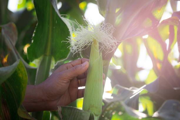 asian woman farmer inspects green baby corn cobs in a field for insect pests. many pests and diseases are detrimental to corn. close up - detrimental imagens e fotografias de stock