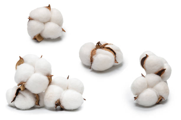 Cotton flower branch isolated on white background. Cotton flower branch isolated on white background. Top view. cotton flower stock pictures, royalty-free photos & images