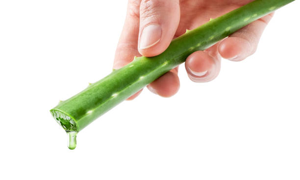 istock Aloe vera leaf with juice drop in human hands isolated over white background. 1371094890