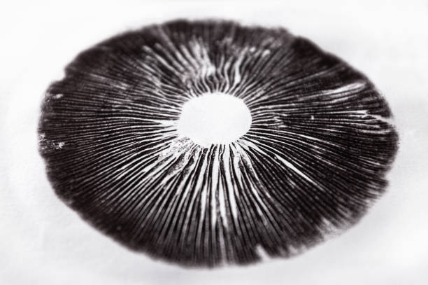 istock Mushroom Spore Print, Cubensis Spore Print 1371096628